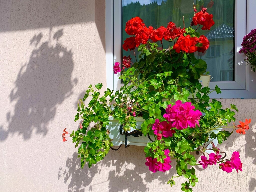 Camere de închiriat Anelisse Inn