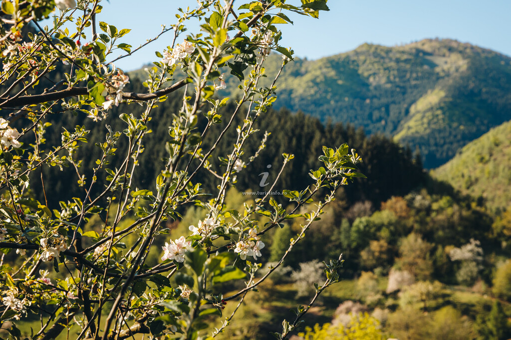 Vila Grădina de sub Soare