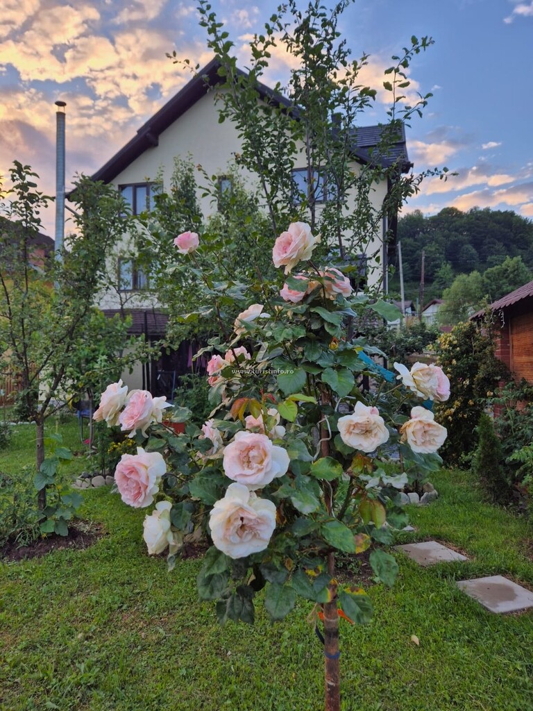 Casa Mary Fluțar
