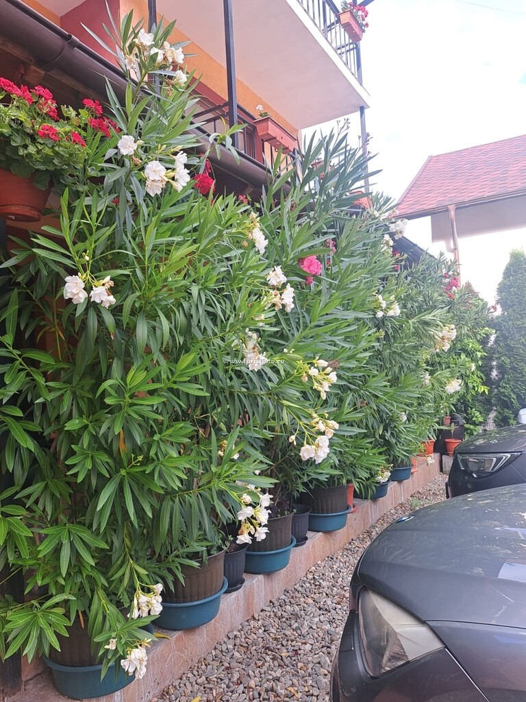 Vila Rozmarin