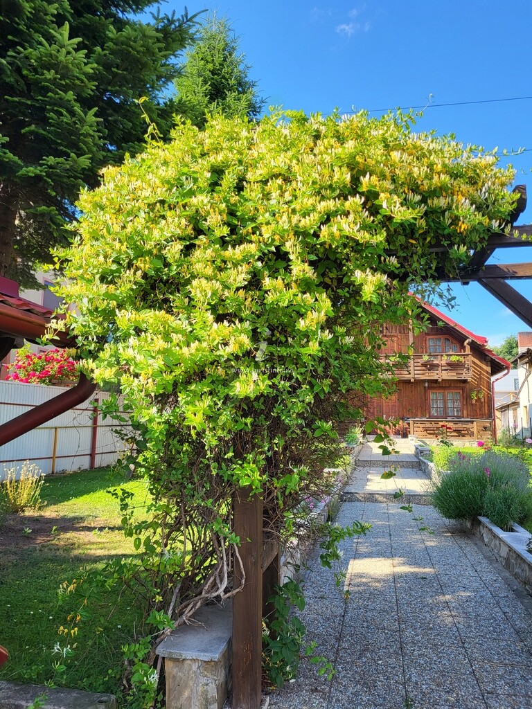 Cabana Popasul Bucur