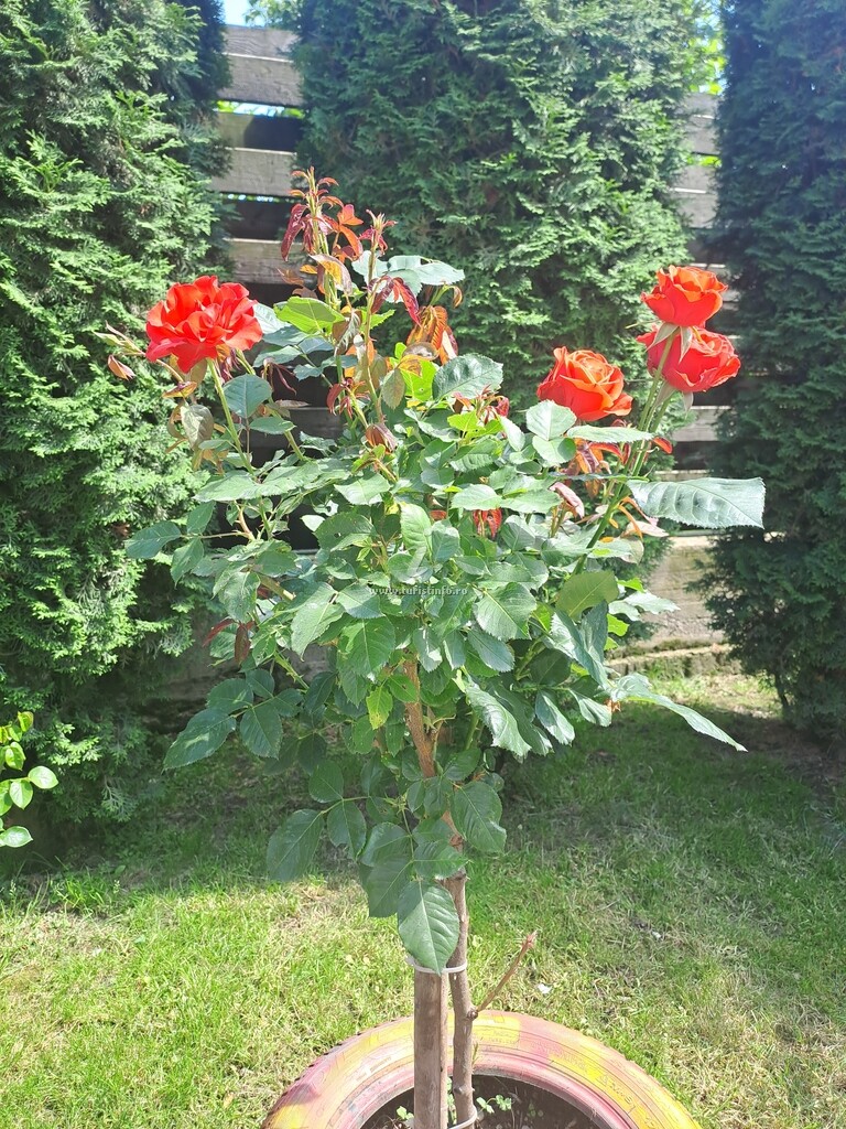 Căsuța de la Curte