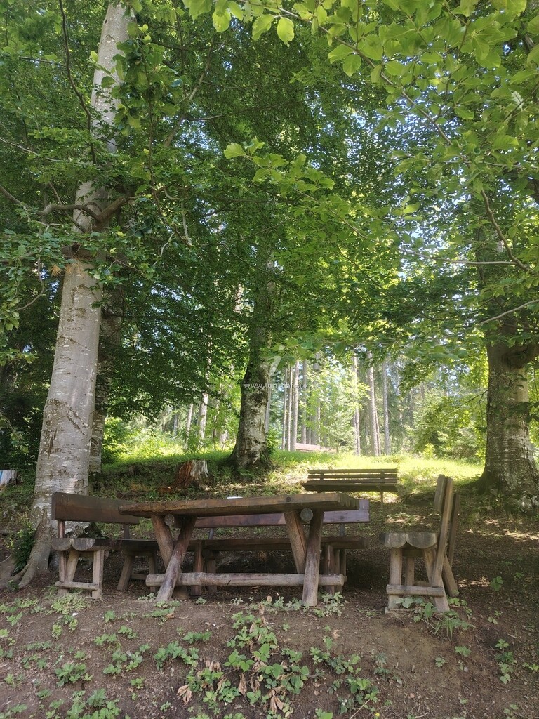 Camere de închiriat Casa Bârlogul Ursului