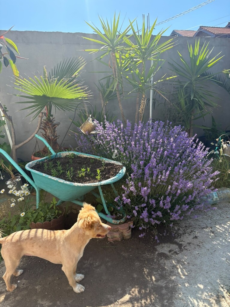 Vila Alb de Vară