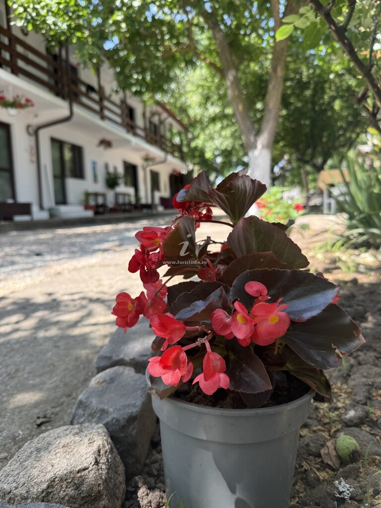 Casa Nucilor