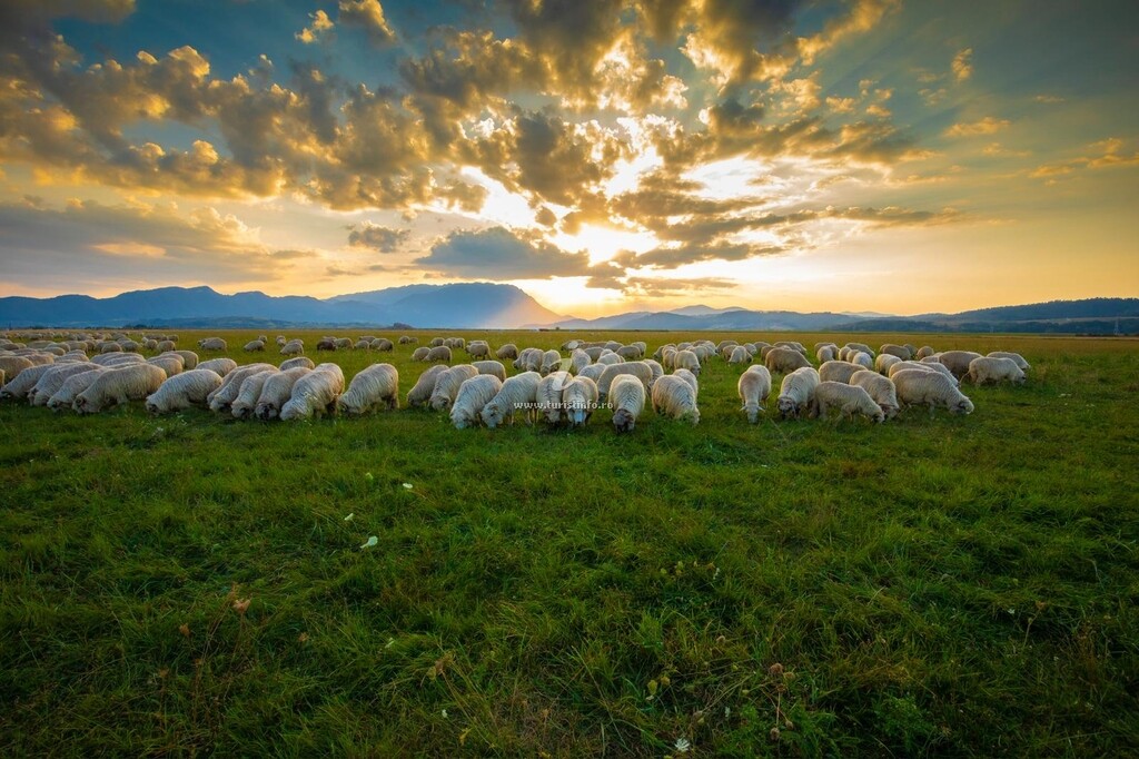 Cabana de lângă Râu