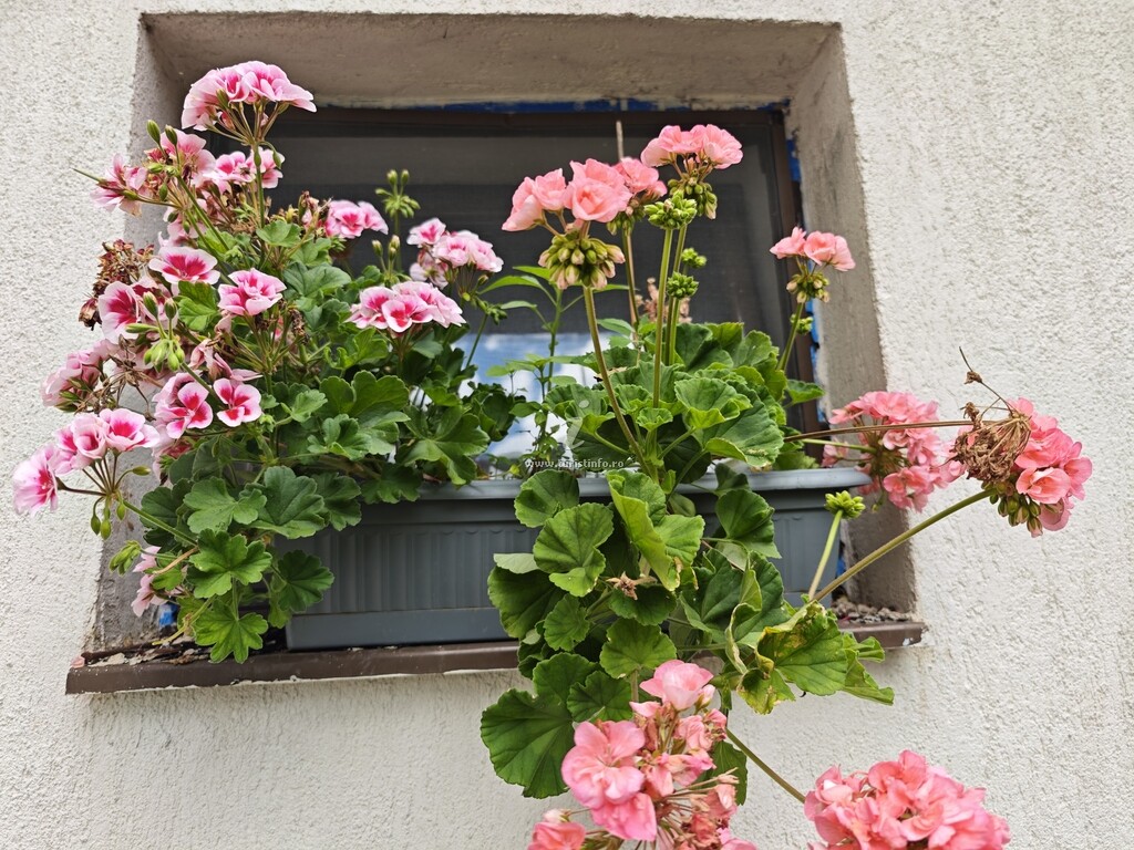 Pensiunea Casa Irina