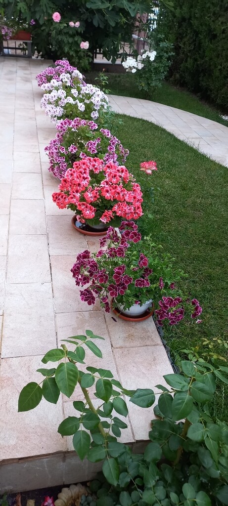 Vila August Villa