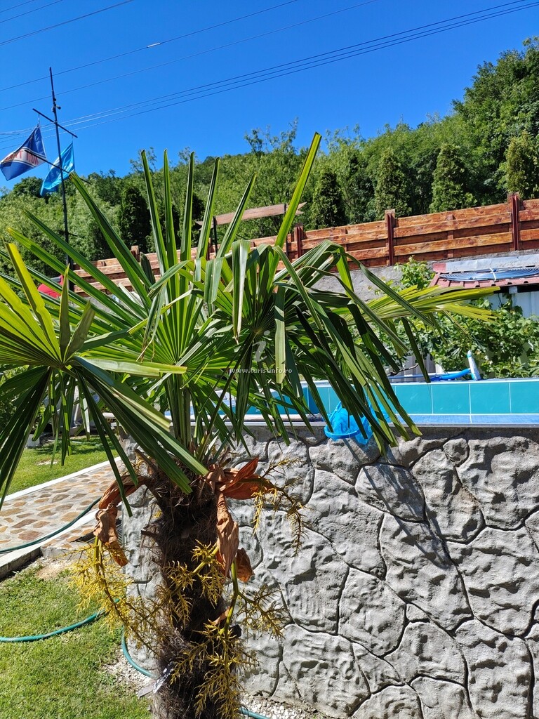 Casa din Vis
