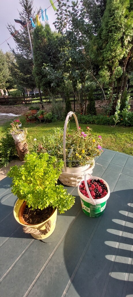 Casa cu Flori