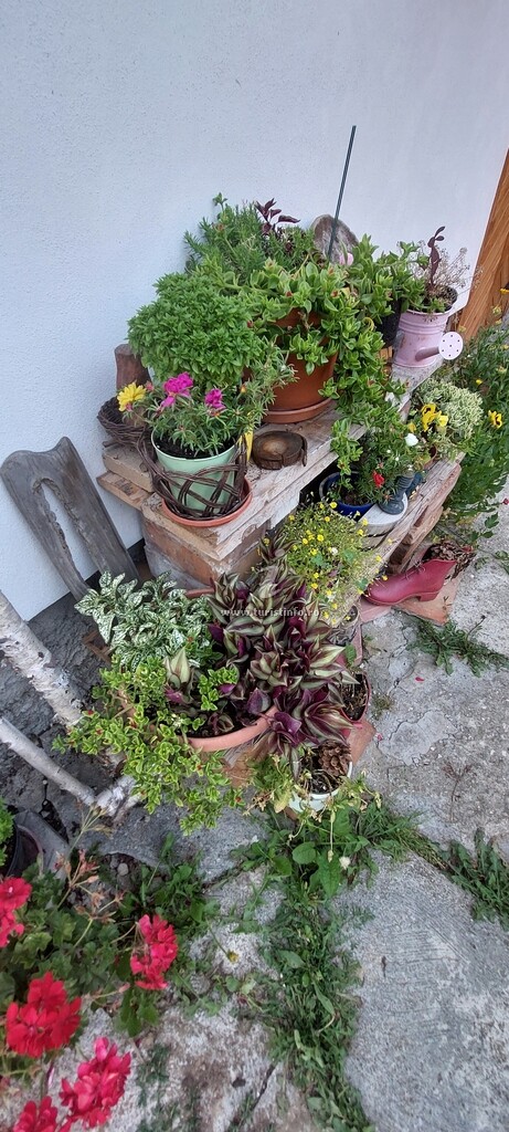 Casa cu Flori