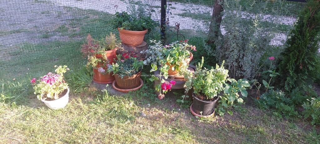 Casa cu Flori