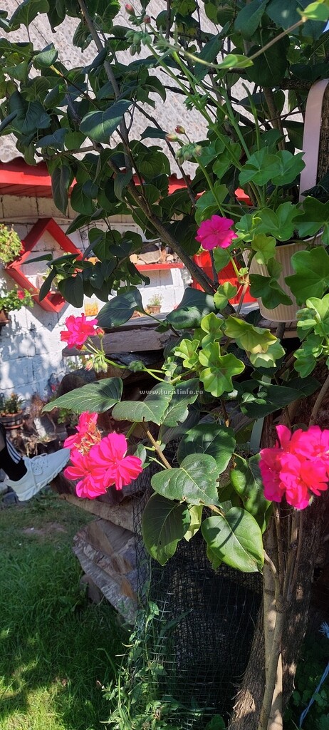 Casa cu Flori