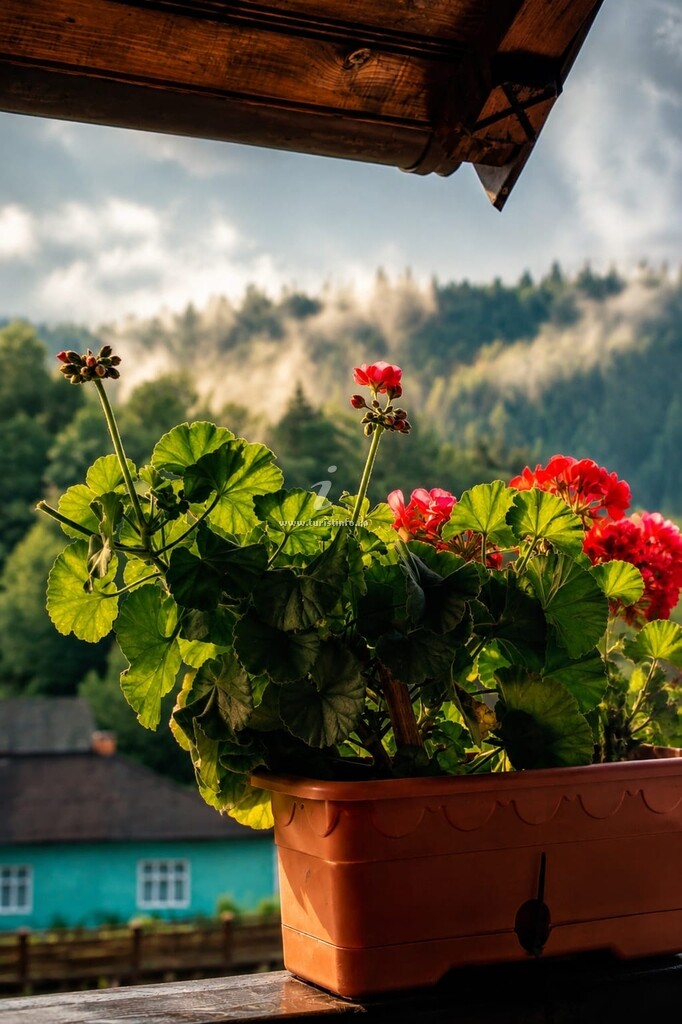 Camere de închiriat La Bucovina