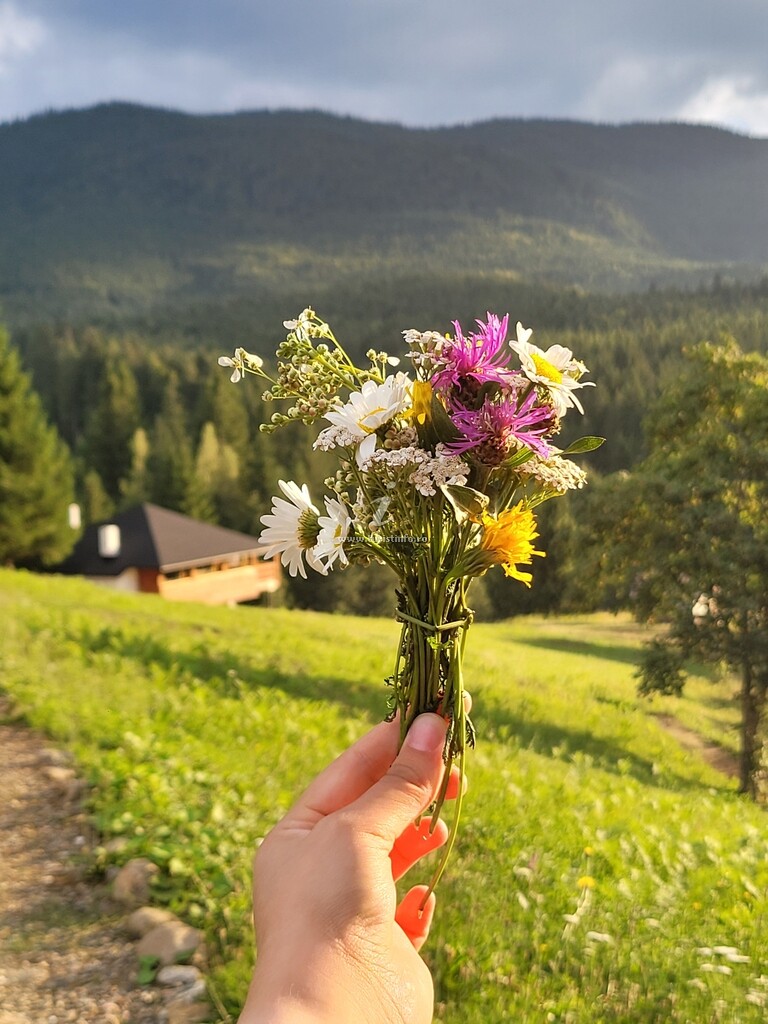 Căsuțe tip camping La Bunelu'