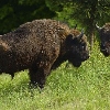 Târgu Neamț