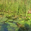 Sulina