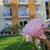 Casa Alya Sea Escape Costinești